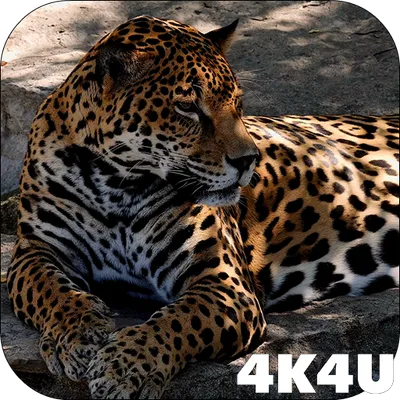 4K Jaguar Live Wallpapers