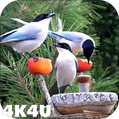 4K Garden Birds Video Live Wallpaper