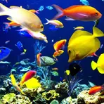 Aquarium Wallpapers - 3D Аквариум Живые Обои логотип