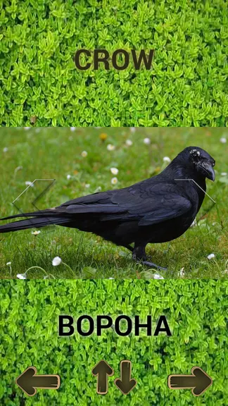 Скриншот 7/7