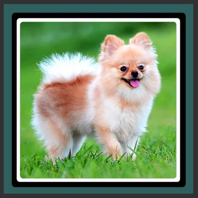 Live Wallpapers – Pomeranians