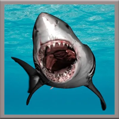 Great White Shark Live Wallpaper