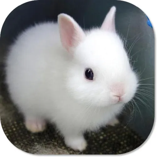 Cute Bunny HD Wallpapers — скачать для Android 0,0★ бесплатно 📱 в RuStore