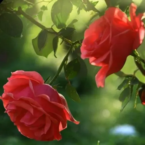 Red Rose Flower Live Wallpaper — иконка