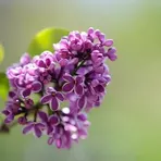 Сирень Живые Обои логотип