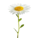 Chamomile логотип