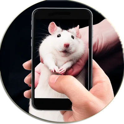 Rat On Screen Hand Simulator