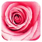 Pink Rose Theme логотип