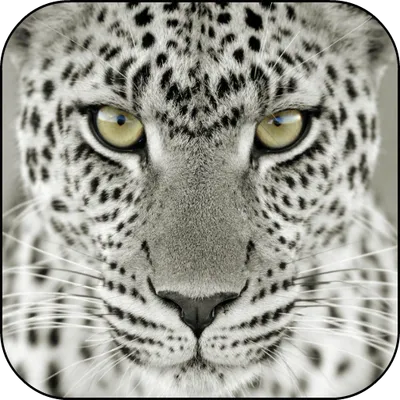 Snow Leopard Live Wallpaper