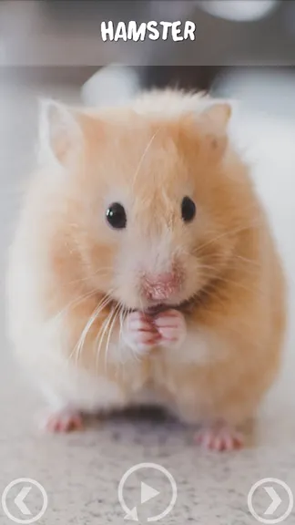 Скриншот 4/5