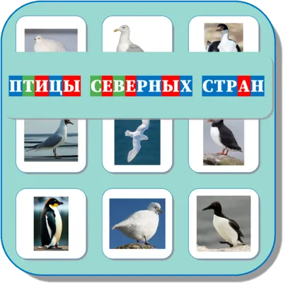 Птицы северных стран. Красноклювый тупик. Полярная крачка птица. Птицы холодных стран. Птицы северных стран.