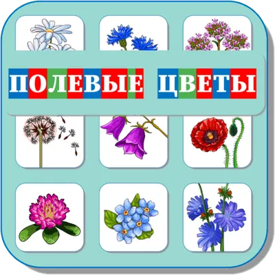  Карточки Логопеда Полевые Цветы (151)