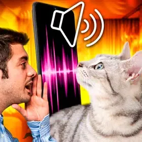 Cat Translator – Переводчик на кошачий язык