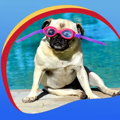 Cute Pugs Live Wallpapers