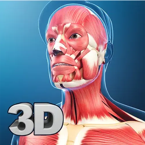My Muscle Anatomy — скачать для Android 1,0★ бесплатно 📱 в RuStore