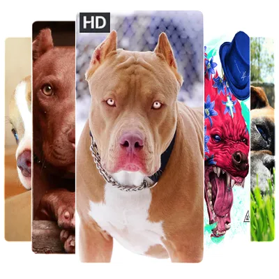 Pitbull Dog Wallpapers 