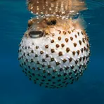 Fugu логотип