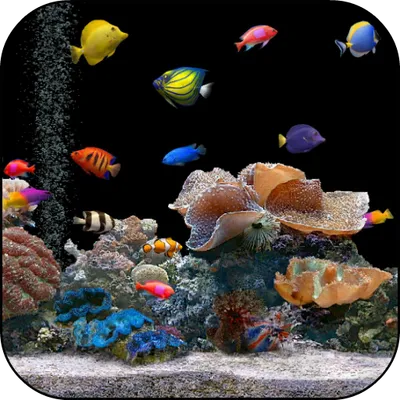 Tropical Aquarium Video LWP