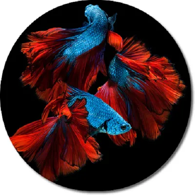 Betta Fish HD Wallpapers