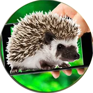 Hedgehog On Hands Screen Fun