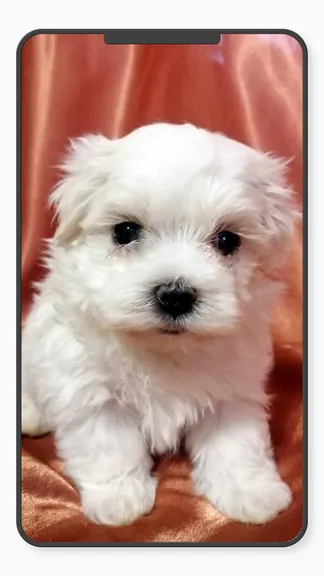 Скриншот 1/10