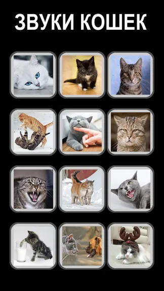 Скриншот 1/6