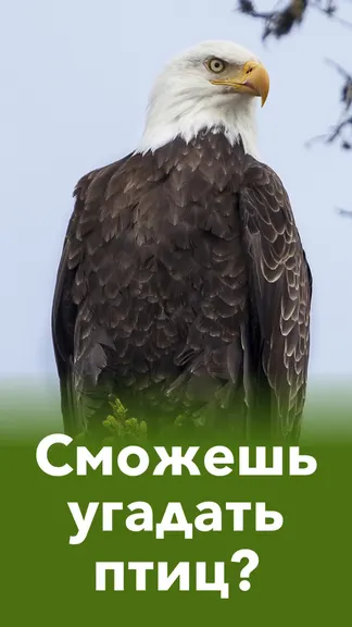 Скриншот 2/10