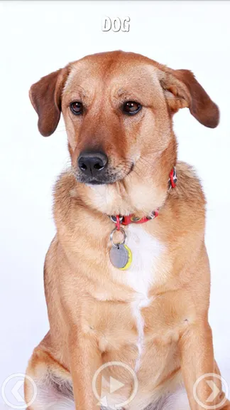 Скриншот 5/5