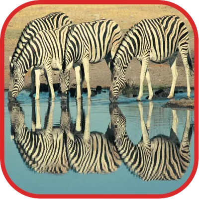 Cute Zebra Wallpapers