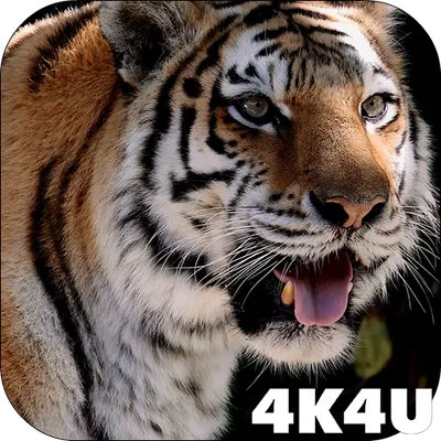 4K MightyTiger Video Live Wallpaper