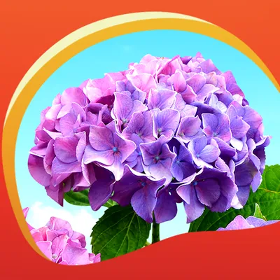 Hydrangea Live Wallpapers