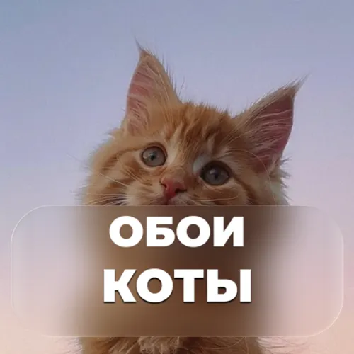 Обои Коты. Обои с Котиками. Животные - Обои — иконка