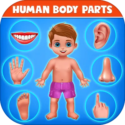 Human Body Parts