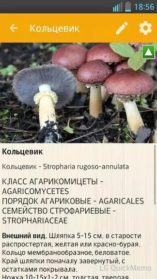 Скриншот 3/5