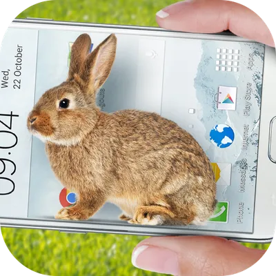 Bunny in Phone Cute joke