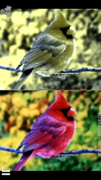 Скриншот 1/3