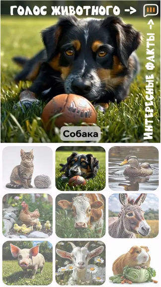 Скриншот 3/8