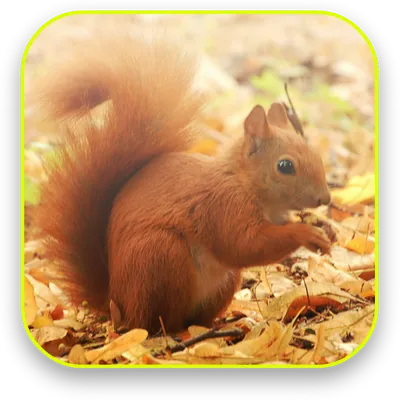 Little Squirrel 3D Wallpaper