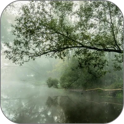 Foggy Stream Live Wallpaper