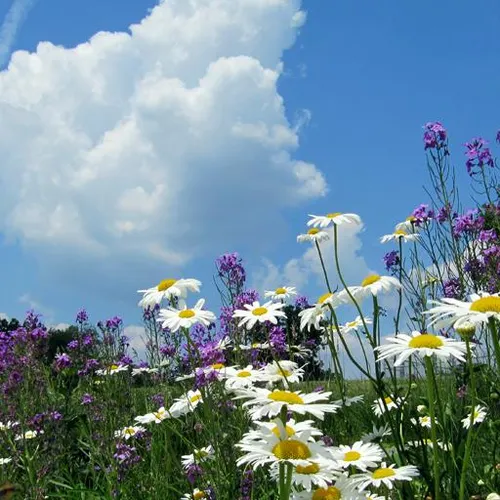 Cloud Watching Live Wallpaper — иконка