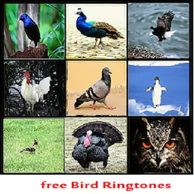 Best Bird Ringtones - 1.0