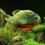 3D Fish Aquarium Wallpaper HD логотип