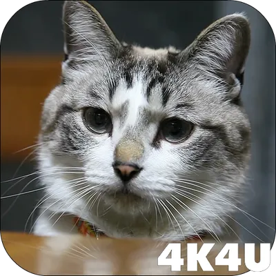 4K Cute Cat Video Live Wallpaper