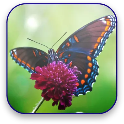 Butterfly Live Video Wallpaper