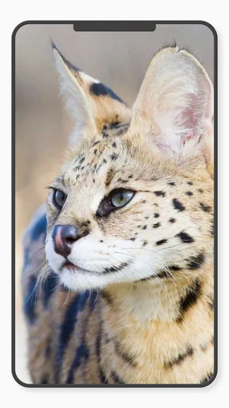 Скриншот 8/10