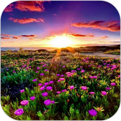 Sunset Meadow HD Wallpaper