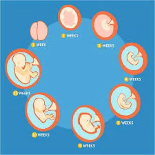 Pregnancy Weeks — иконка