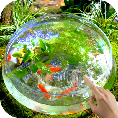 Goldfish Video Live Wallpaper