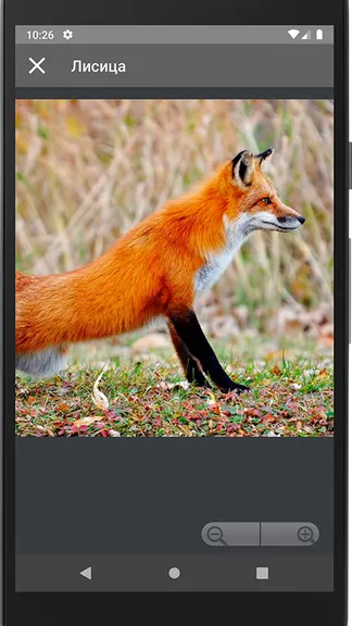 Скриншот 4/4