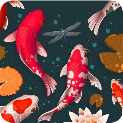 Живые обои Koi Fish